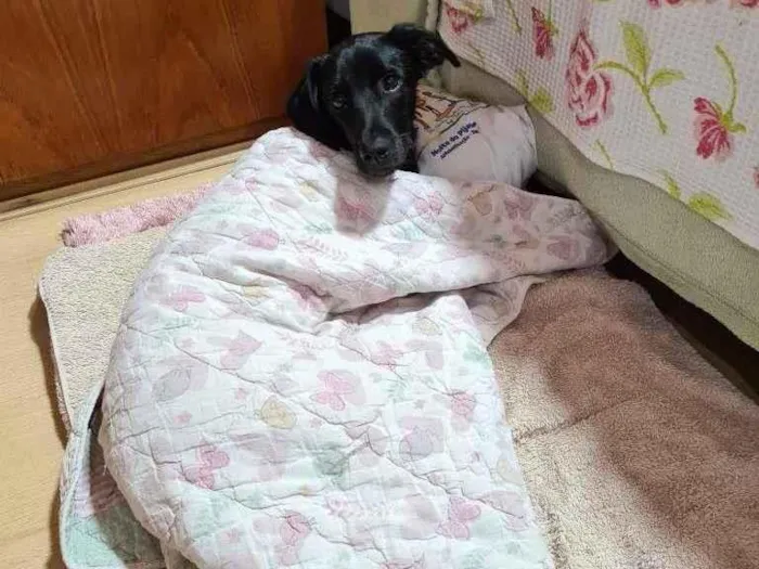 Cachorro ra a srd - aspecto de labrador pret idade 7 a 11 meses nome Myke
