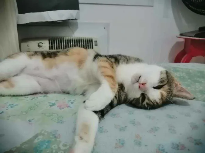 Gato raça SRD idade 1 ano nome Vera