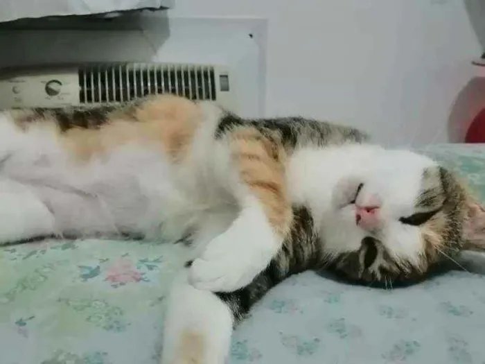 Gato raça SRD idade 1 ano nome Vera