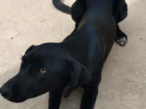 Cachorro raça SRD idade 7 a 11 meses nome PRETINHO