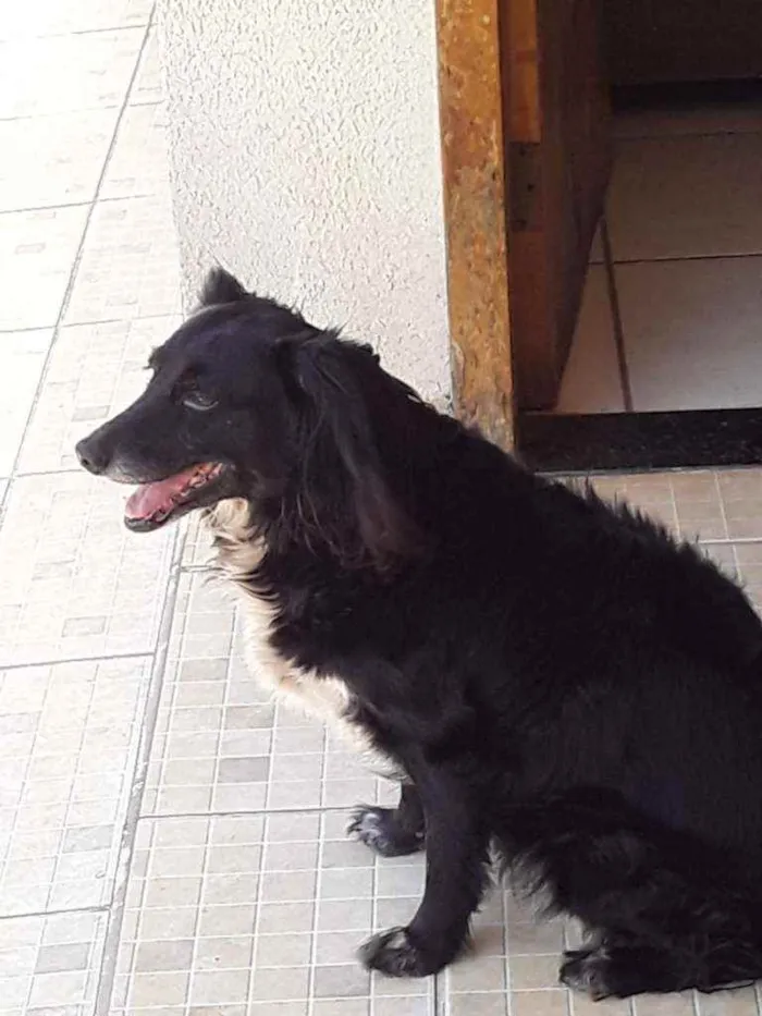 Cachorro ra a Vira lata idade 6 ou mais anos nome Bella