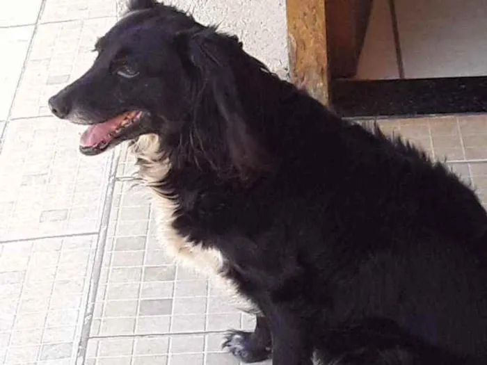 Cachorro ra a Vira lata idade 6 ou mais anos nome Bella