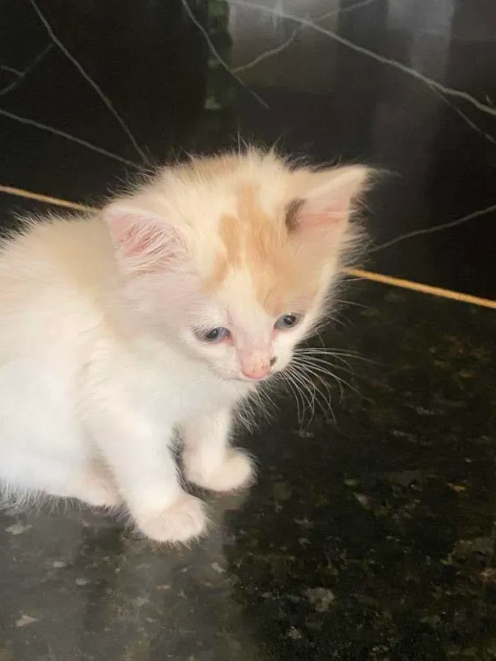 Gato ra a não sei idade 2 a 6 meses nome sem nome 