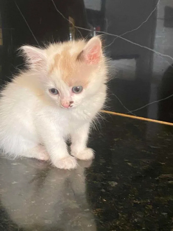 Gato ra a não sei idade 2 a 6 meses nome sem nome 