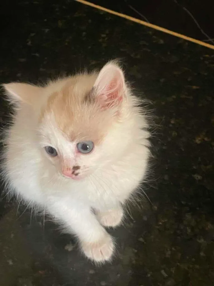 Gato ra a não sei idade 2 a 6 meses nome sem nome 