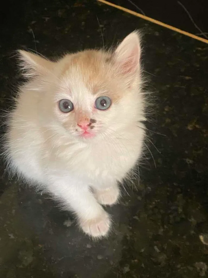 Gato ra a não sei idade 2 a 6 meses nome sem nome 