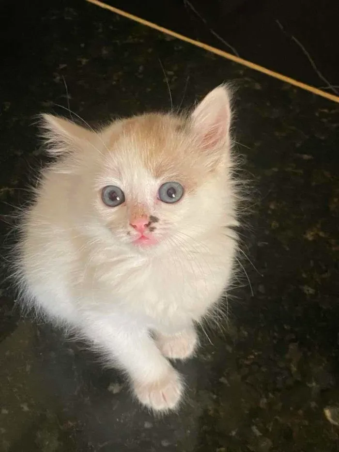 Gato ra a não sei idade 2 a 6 meses nome sem nome 