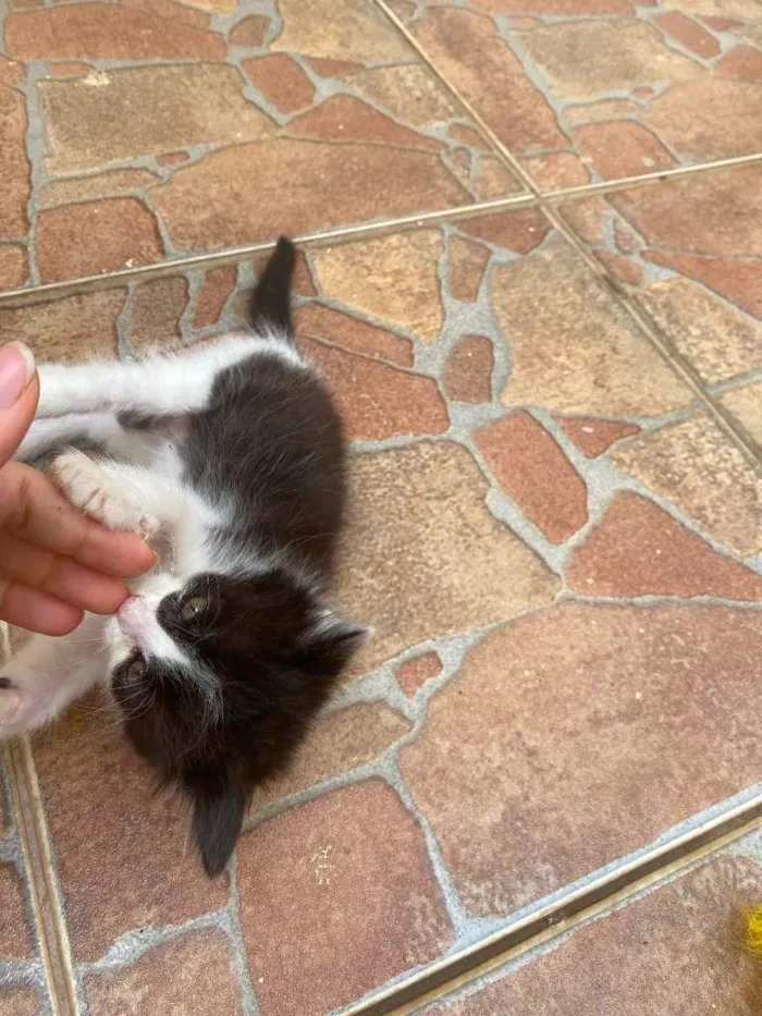 Gato ra a não sei  idade 2 a 6 meses nome sem nome 