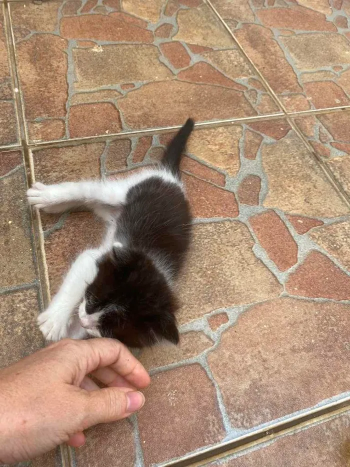 Gato ra a não sei  idade 2 a 6 meses nome sem nome 