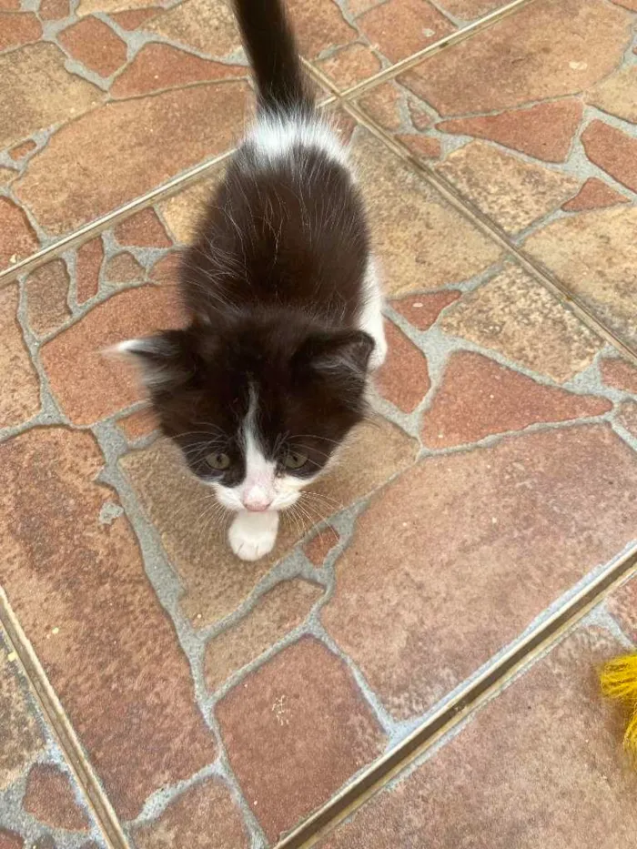 Gato ra a não sei  idade 2 a 6 meses nome sem nome 