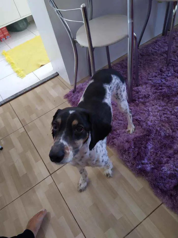 Cachorro ra a Vira lata idade 4 anos nome Aladim