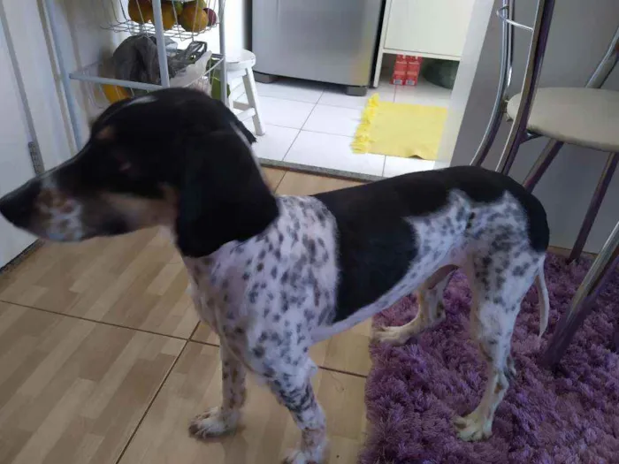 Cachorro ra a Vira lata idade 4 anos nome Aladim