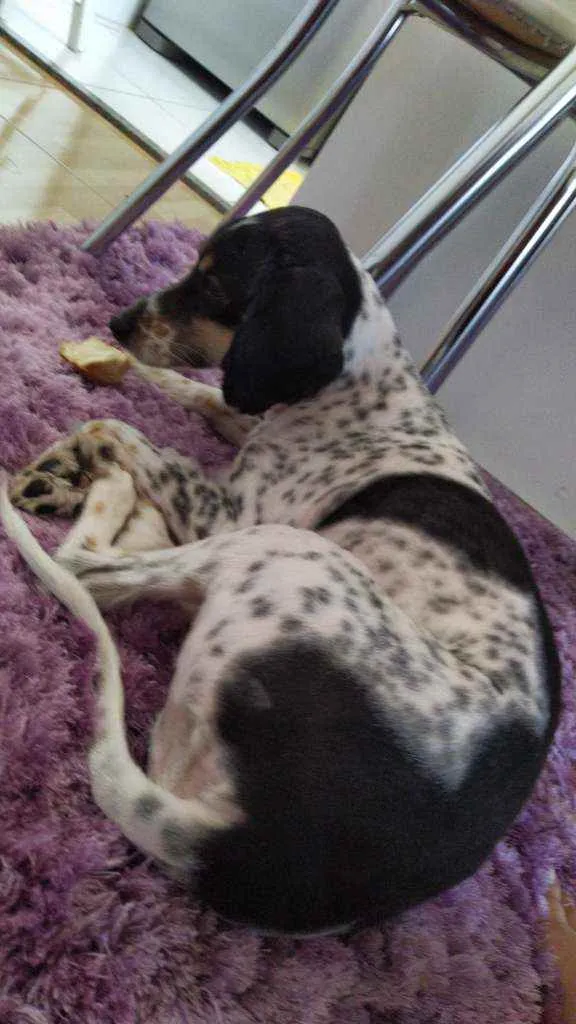 Cachorro ra a Vira lata idade 4 anos nome Aladim