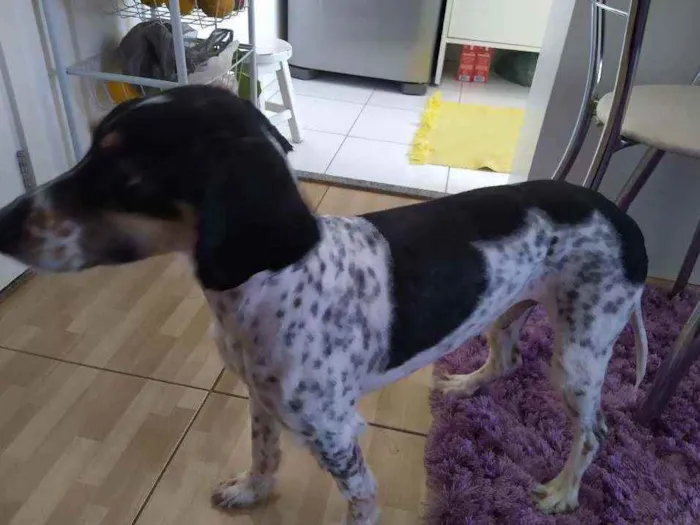 Cachorro ra a Vira lata idade 4 anos nome Aladim