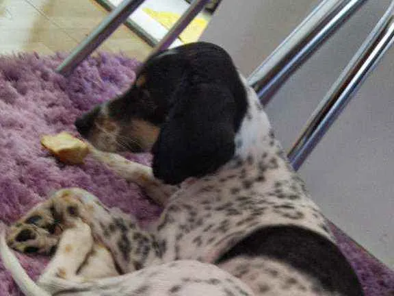 Cachorro ra a Vira lata idade 4 anos nome Aladim