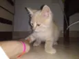 Michi