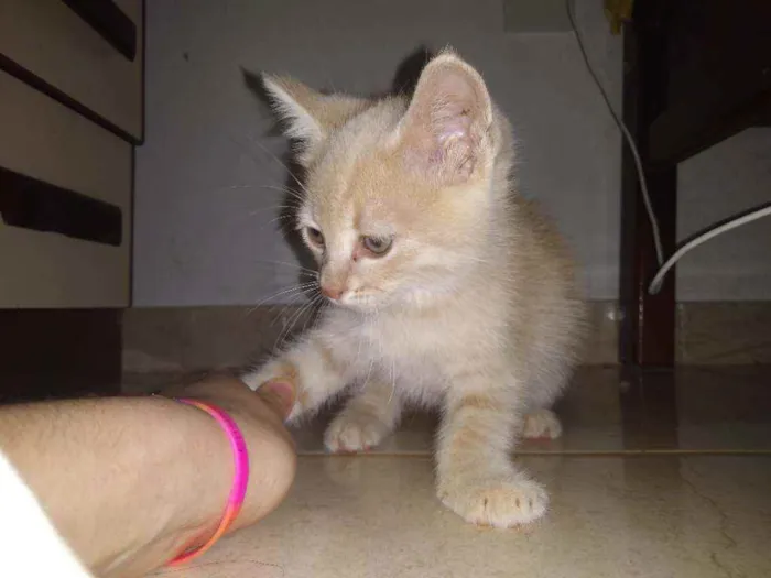 Gato ra a Ele é de raça idade Abaixo de 2 meses nome Michi