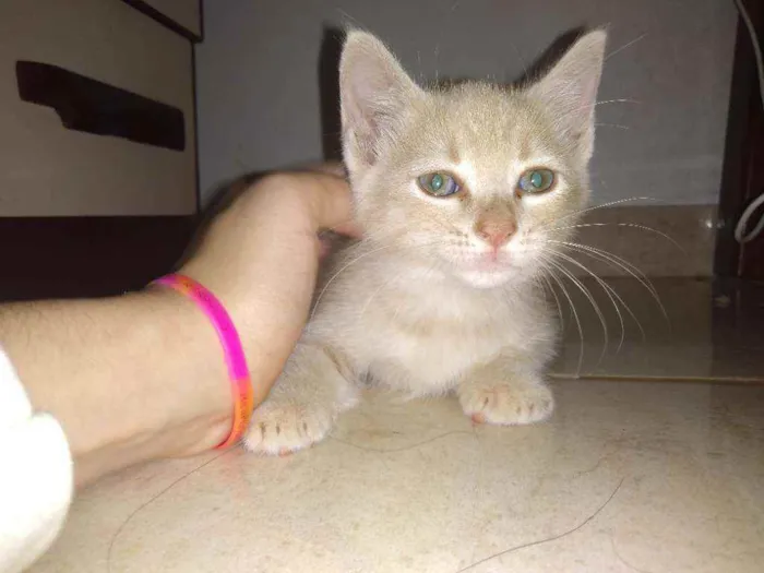 Gato ra a Ele é de raça idade Abaixo de 2 meses nome Michi