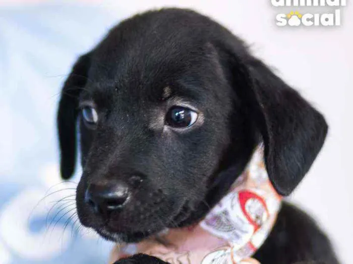 Cachorro ra a SRD ( SEM RACA DEFINIDA) idade 2 a 6 meses nome DUDU ,( Eduardo)