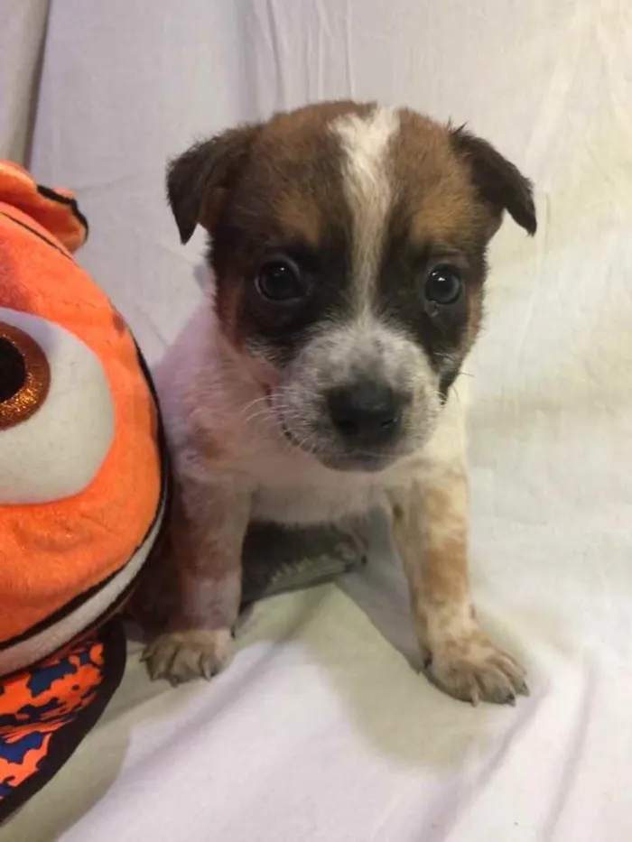 Cachorro raça SRD idade Abaixo de 2 meses nome Sem Nome