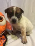 Cachorro raça SRD idade Abaixo de 2 meses nome Sem Nome