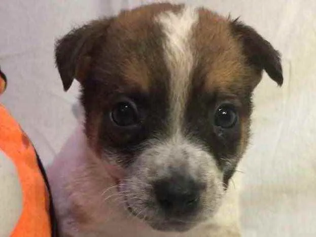 Cachorro raça SRD idade Abaixo de 2 meses nome Sem Nome