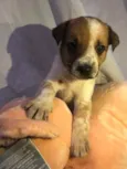 Cachorro raça SRD idade Abaixo de 2 meses nome Sem Nome