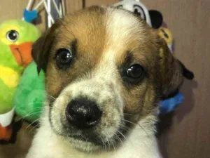Cachorro raça SRD idade Abaixo de 2 meses nome Sem Nome