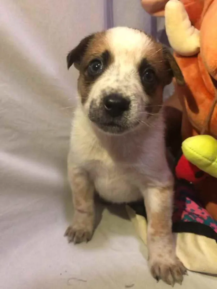 Cachorro raça SRD idade Abaixo de 2 meses nome Sem Nome