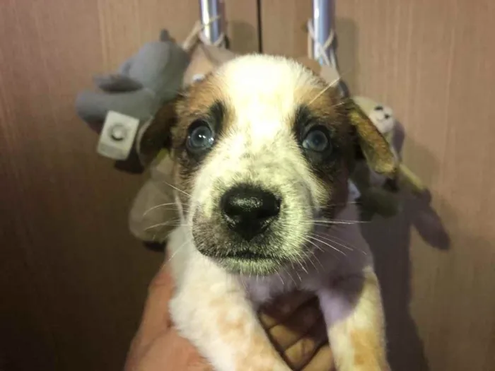 Cachorro raça SRD idade Abaixo de 2 meses nome Sem Nome