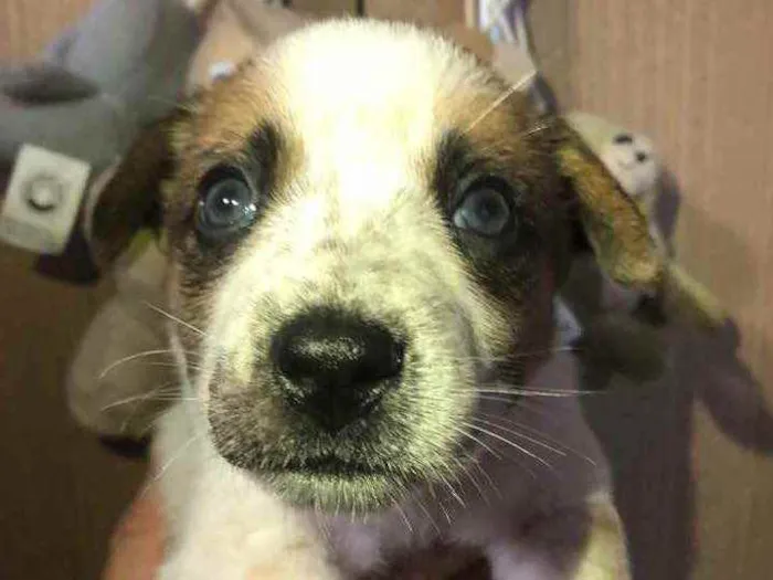 Cachorro raça SRD idade Abaixo de 2 meses nome Sem Nome