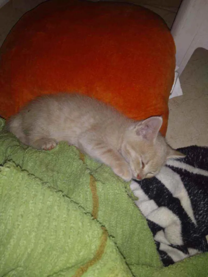 Gato ra a Ele é de raça idade Abaixo de 2 meses nome Michi