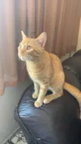 Apolo
