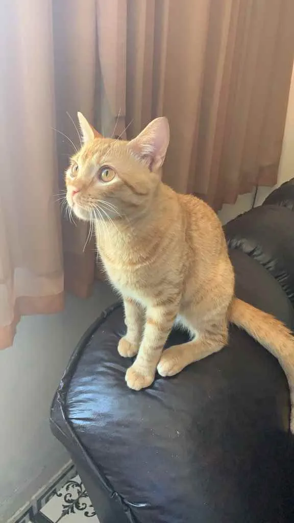 Gato raça Não tem idade 7 a 11 meses nome Apolo
