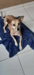 Pitoco 