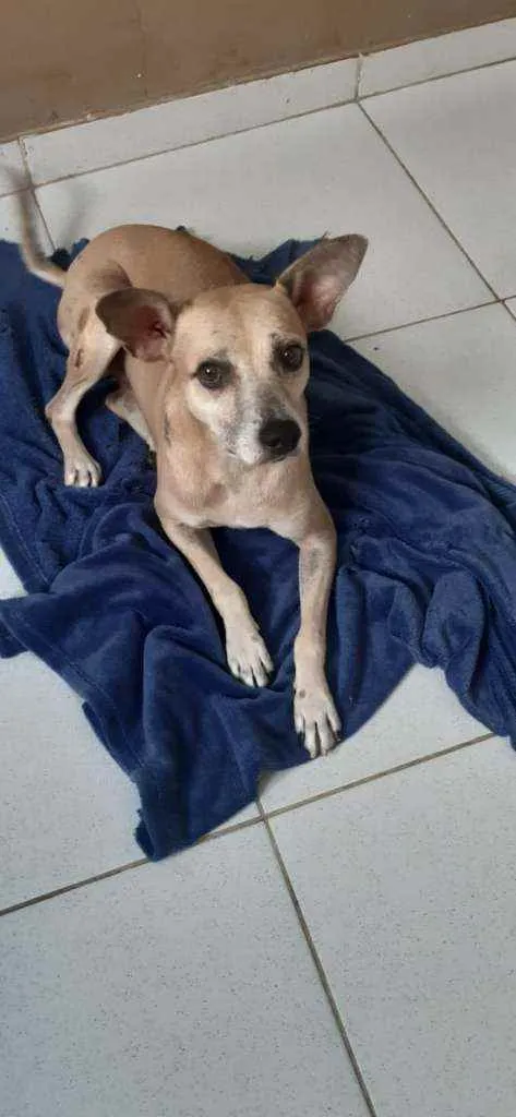 Cachorro ra a Sem definiçao idade 4 anos nome Pitoco 