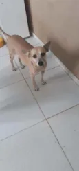 Pitoco 
