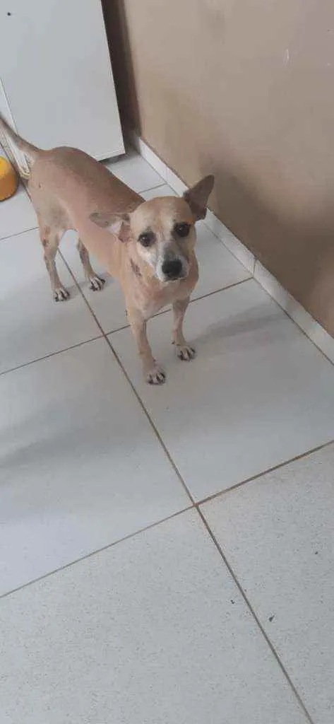 Cachorro ra a Sem definiçao idade 4 anos nome Pitoco 
