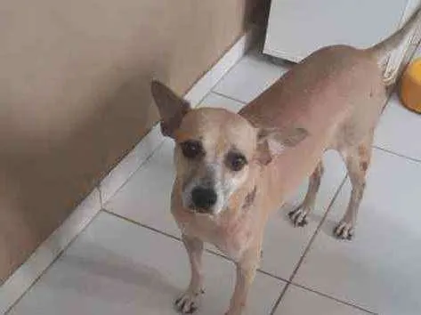 Cachorro ra a Sem definiçao idade 4 anos nome Pitoco 