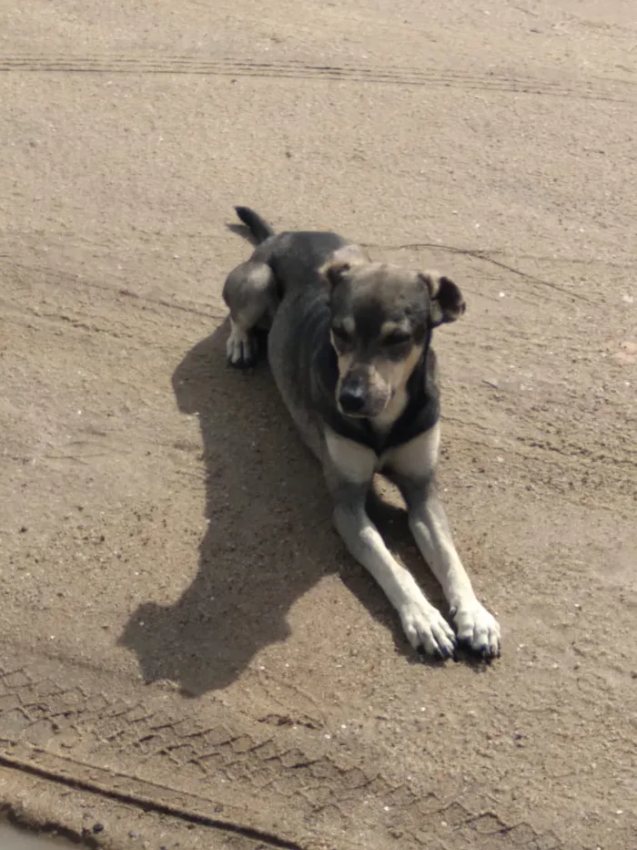Cachorro ra a Srd idade 1 ano nome Nicholas 