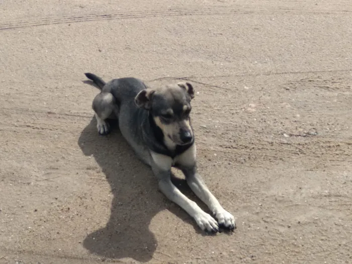Cachorro ra a Srd idade 1 ano nome Nicholas 