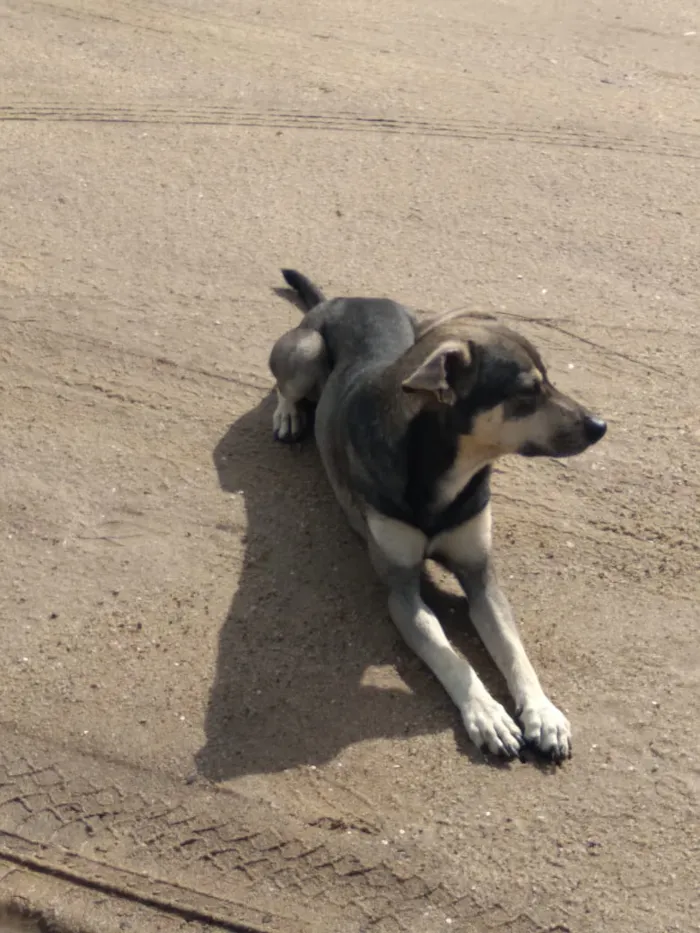 Cachorro ra a Srd idade 1 ano nome Nicholas 