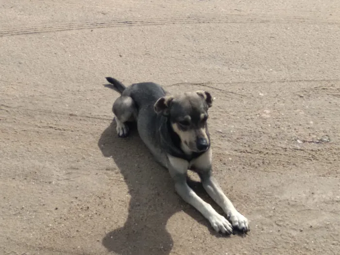 Cachorro ra a Srd idade 1 ano nome Nicholas 