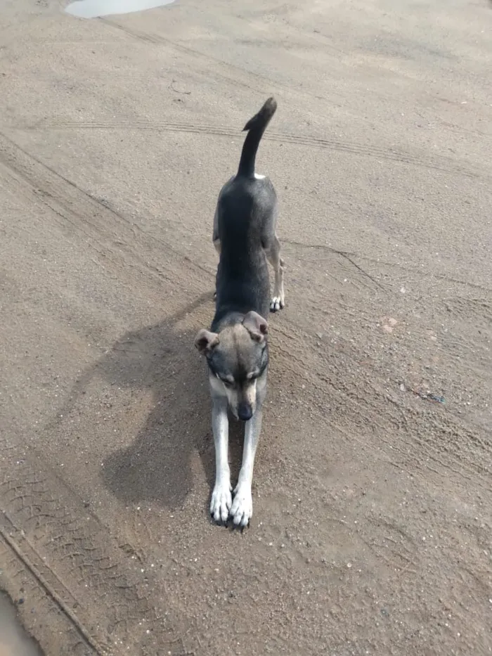 Cachorro ra a Srd idade 1 ano nome Nicholas 