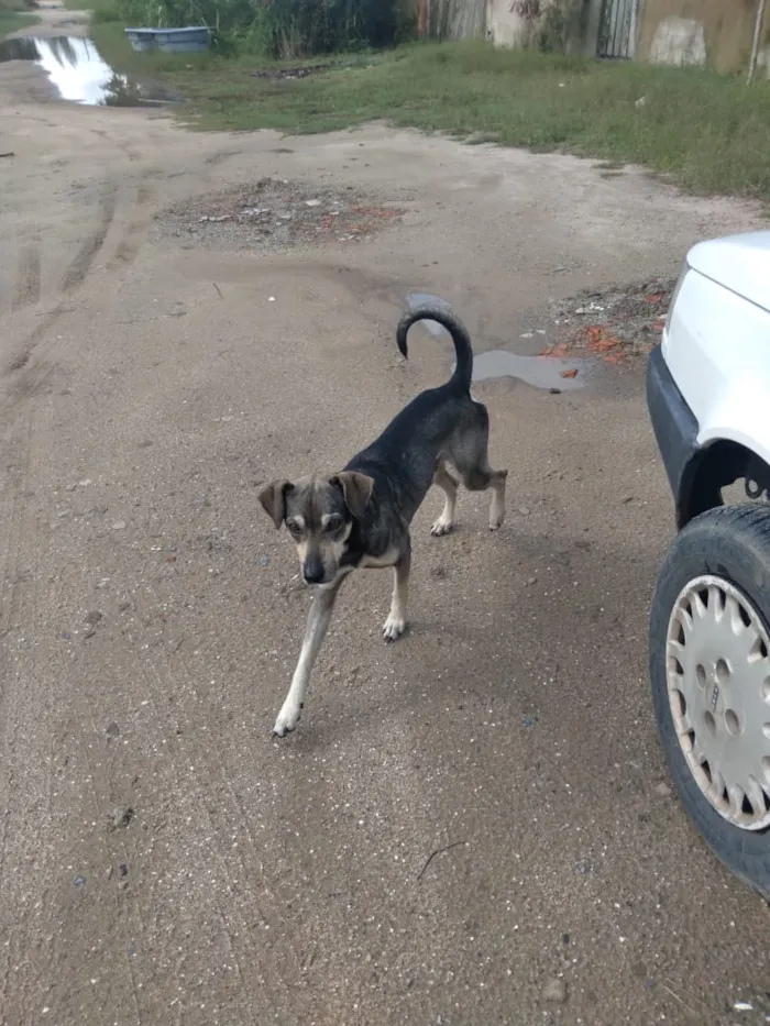 Cachorro ra a Srd idade 1 ano nome Nicholas 
