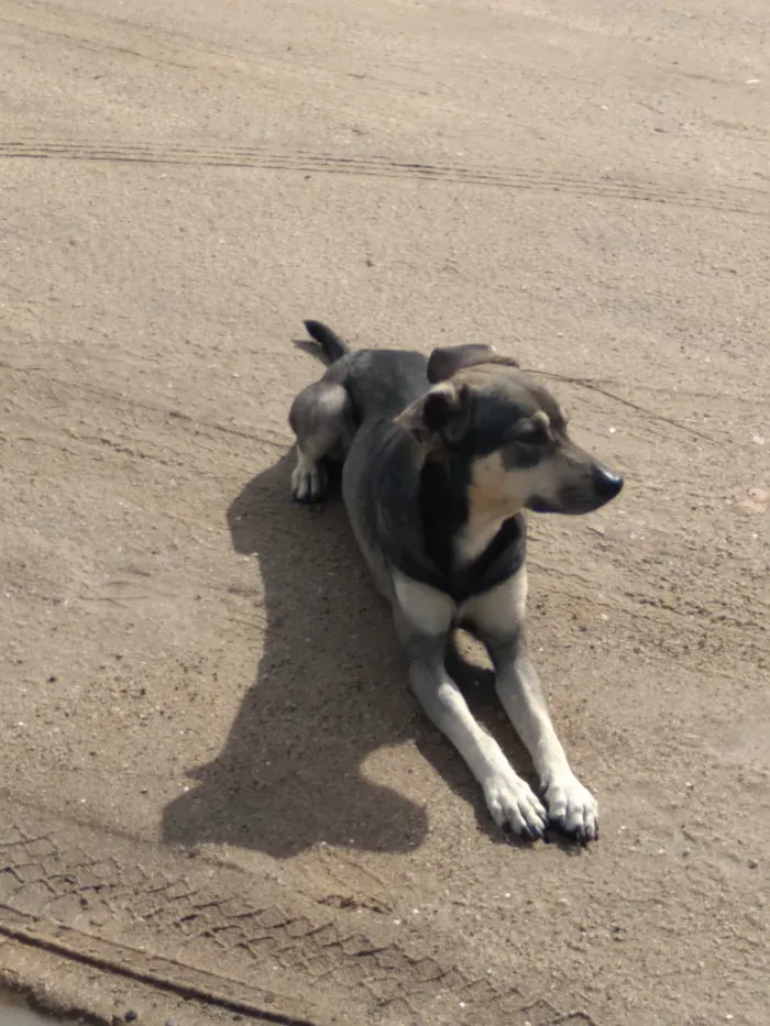 Cachorro ra a Srd idade 1 ano nome Nicholas 