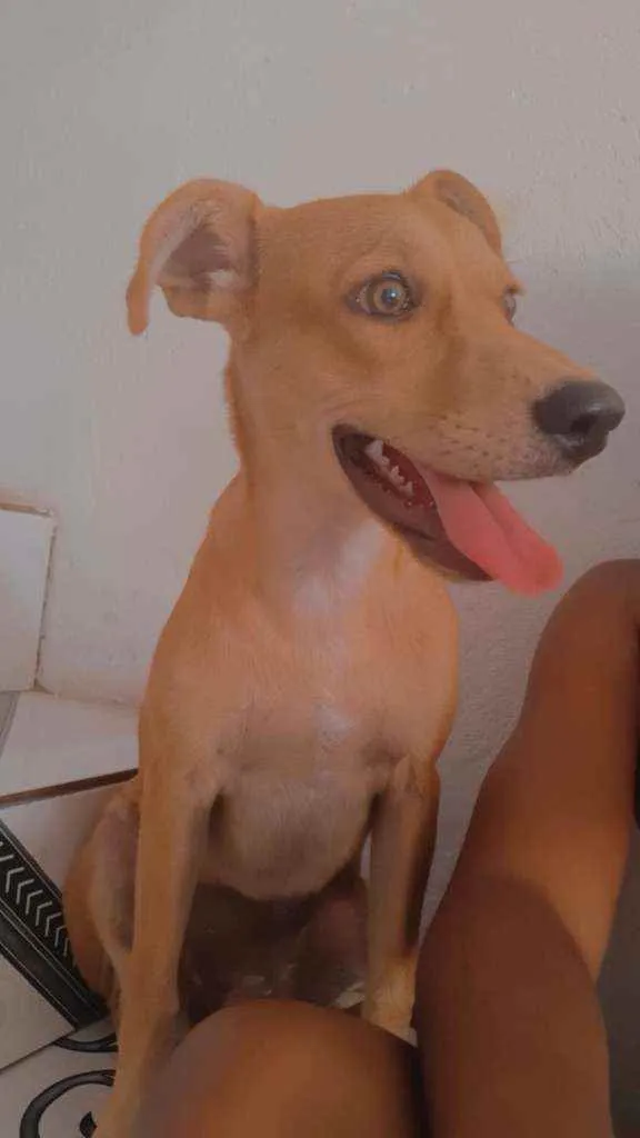 Cachorro ra a Viralata idade 1 ano nome Belinha 