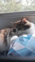 Flufy