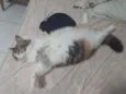 Flufy