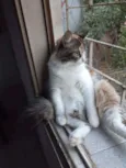 Flufy